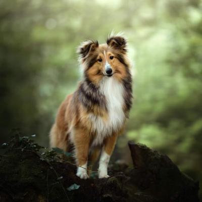 Les Animaux Transportés